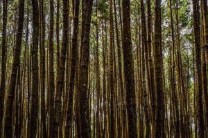 hutan pinus pengger