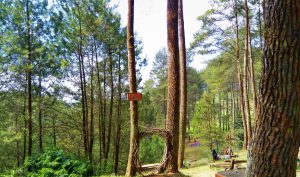 Hutan Pinus Rahong