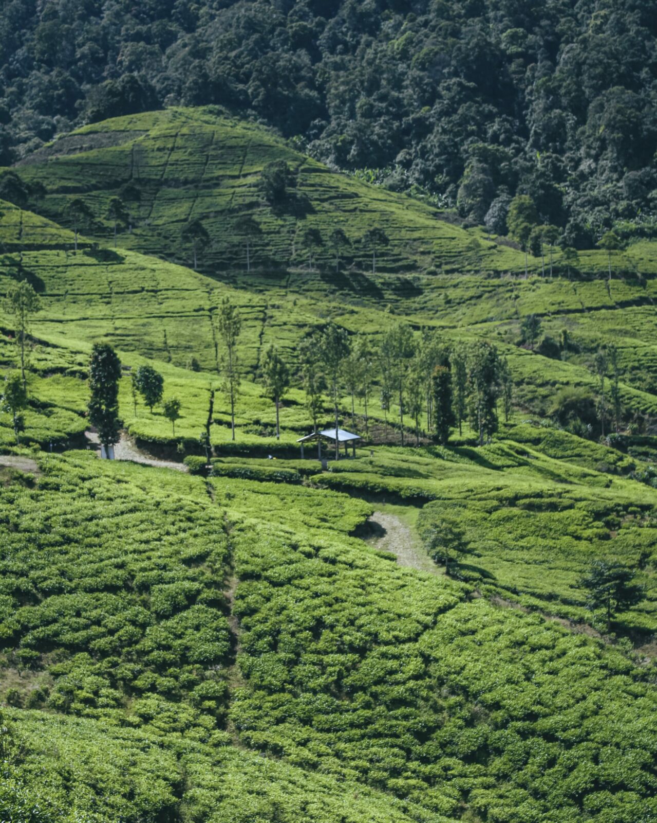 wisata subang terbaru