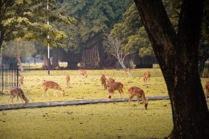 wisata Jonggol