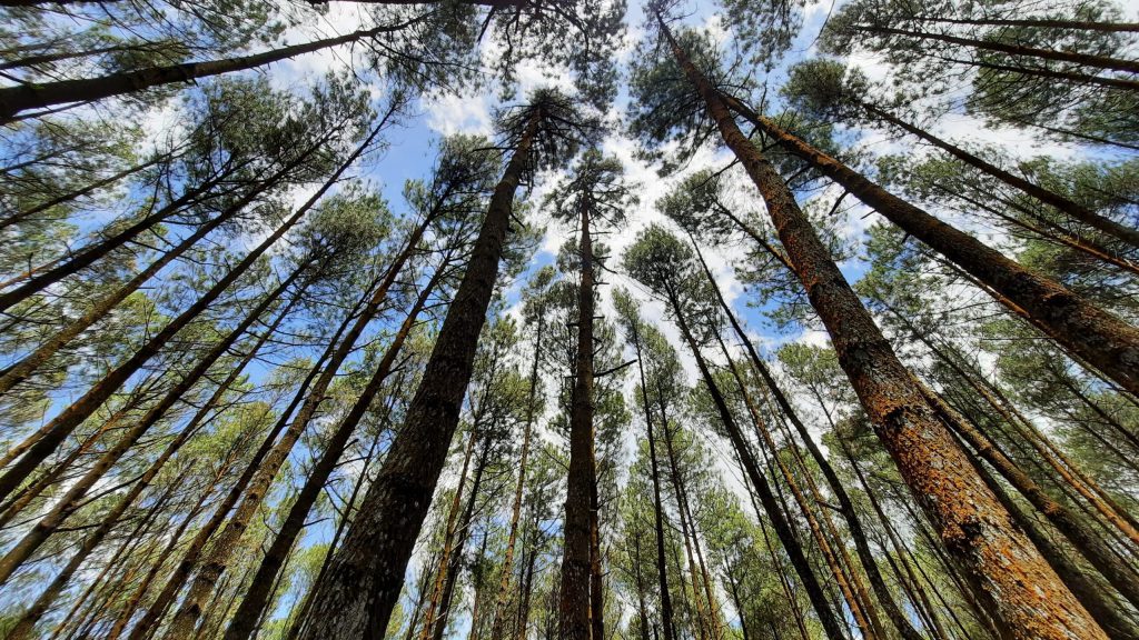 9 Wisata Hutan Pinus Mangunan Jogja